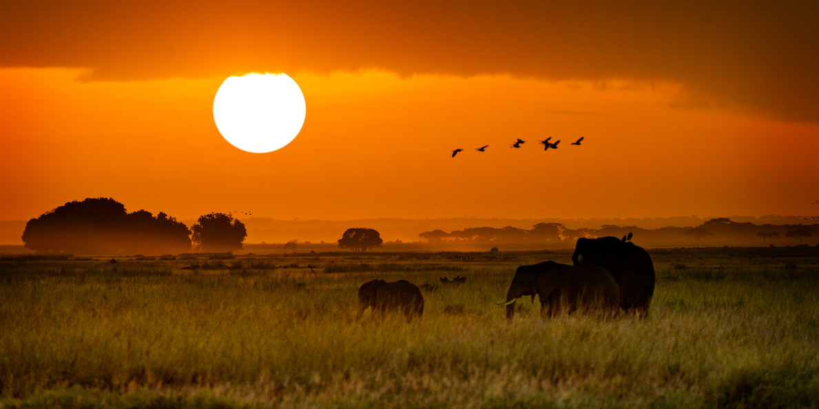 African Elephants Walking at Golden Sunrise