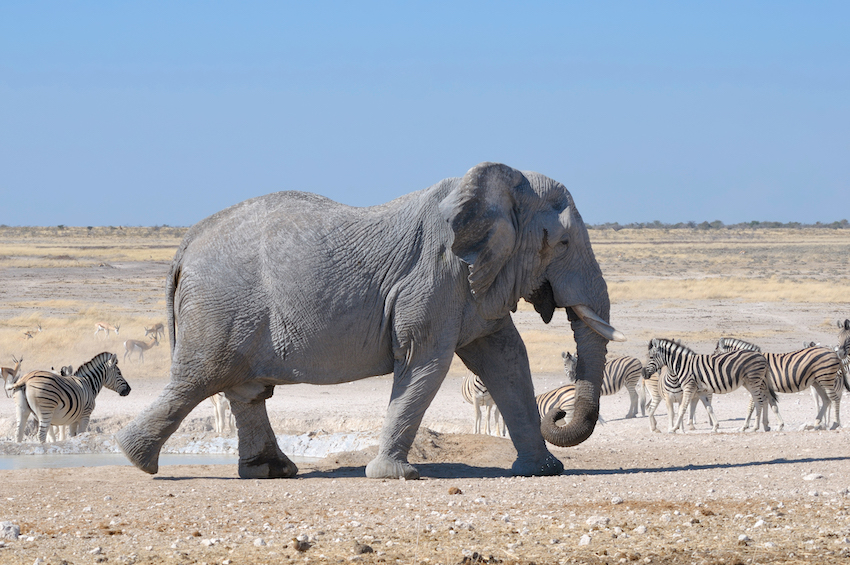 Elephant, Etosha National park, Namibia
