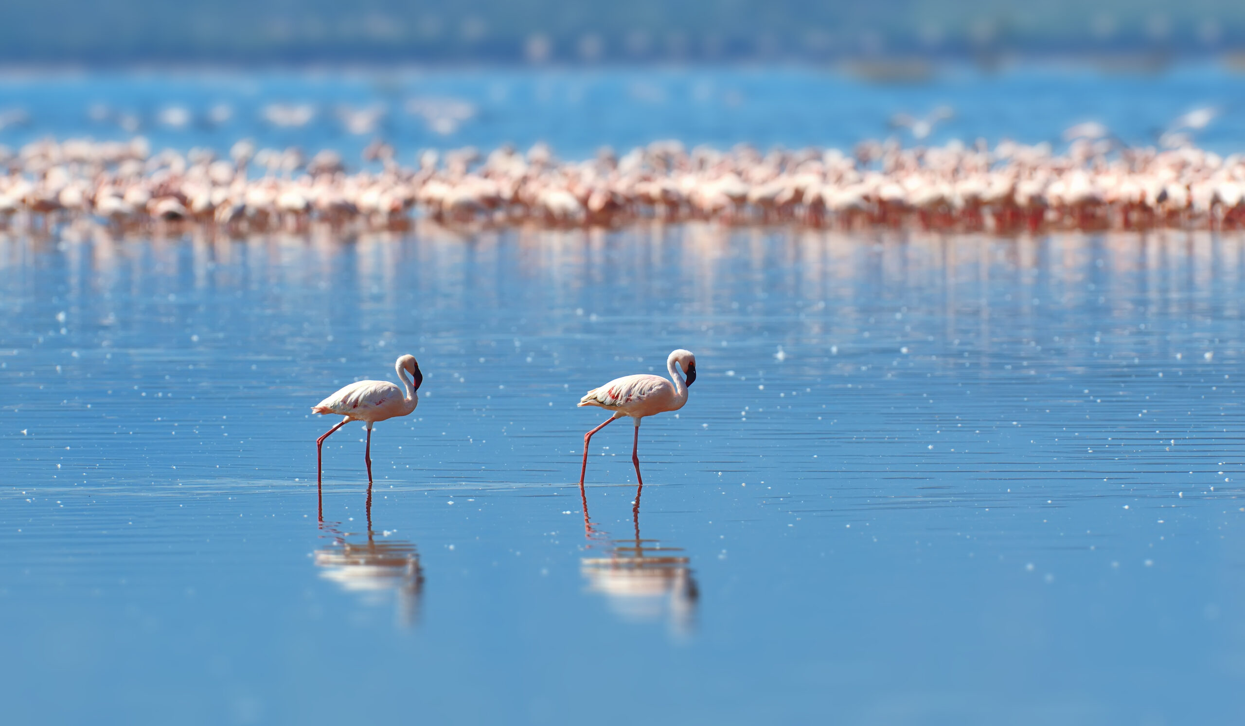Flamingos on lake. Kenya, Africa