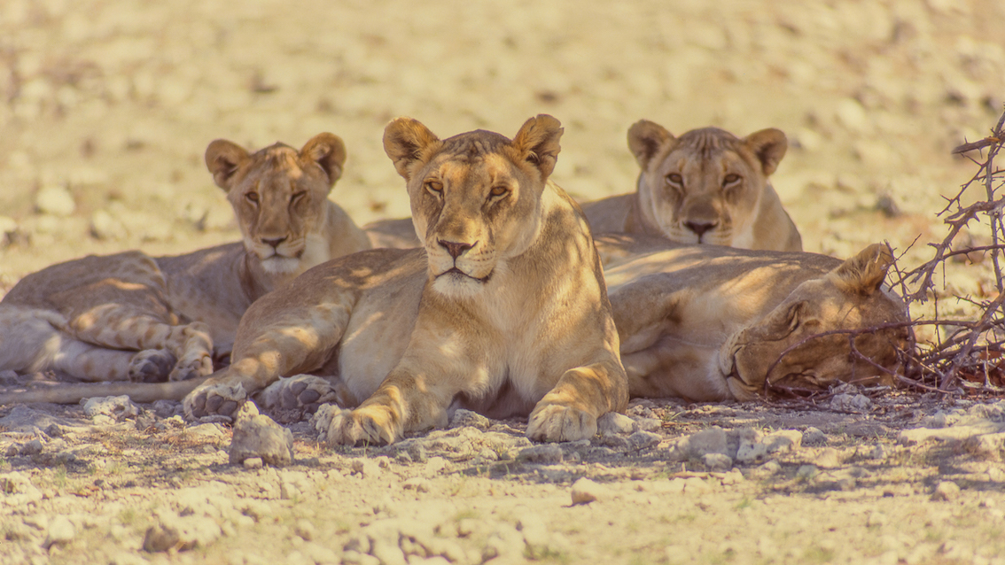 Lionesses in Etosha National Park.