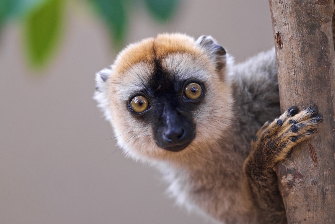 Portrait of a Brown lemur in  Andasibe, Madagascar
